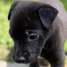 A baby small-sized female Black Terrier dog named Cj for adoption in Yucaipa, CA