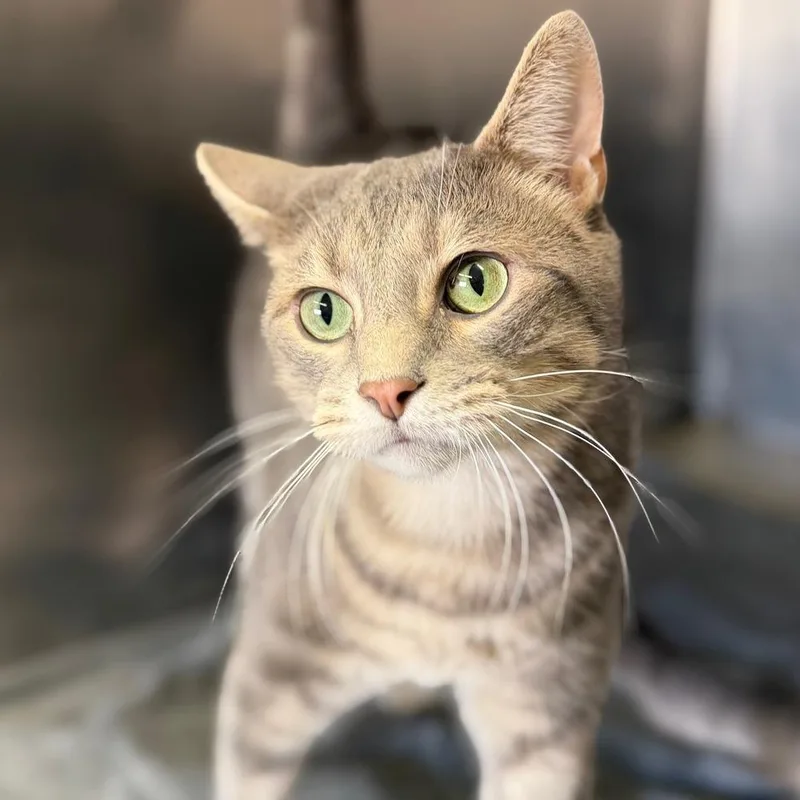 An adult medium-sized male Gray / Blue / Silver Domestic Short Hair cat named Zion for adoption in Columbus, OH