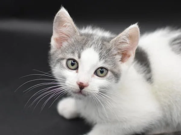 A baby small-sized male Domestic Short Hair cat named Trout for adoption in Portland, OR