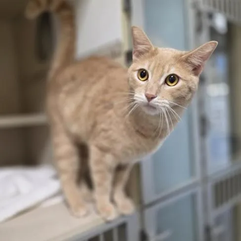 An adult medium-sized male Orange / Red Domestic Short Hair cat named Charlie DAP for adoption in Denver, CO