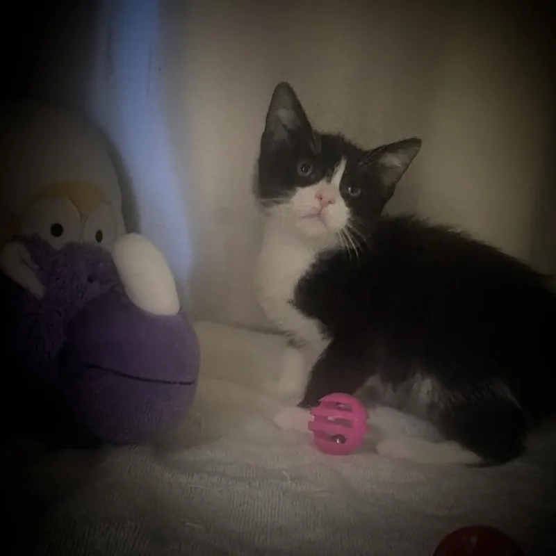 A baby small-sized male Black Domestic Short Hair cat named Kian for adoption in Upland, CA