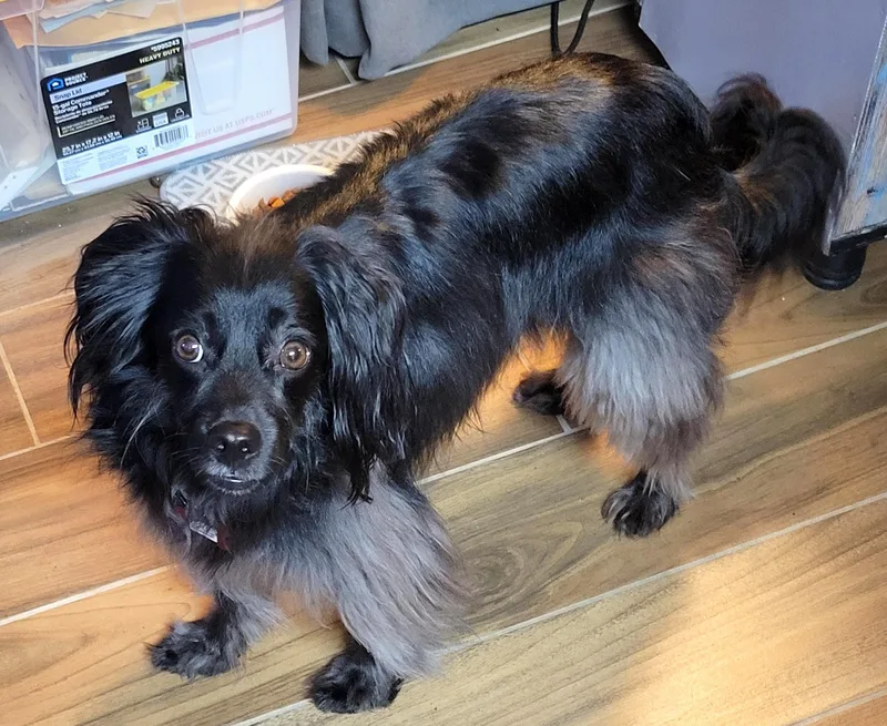A young small-sized male Black Papillon dog named Walker for adoption in Brooklyn, NY