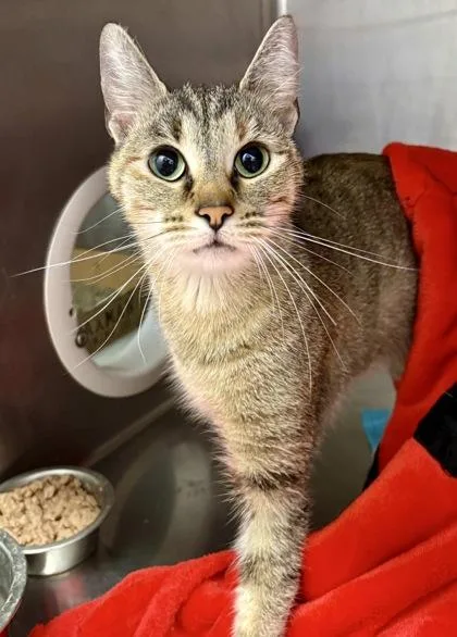 An adult medium-sized female Tabby (Brown / Chocolate) Domestic Short Hair cat named Dolly for adoption in Lafayette, IN