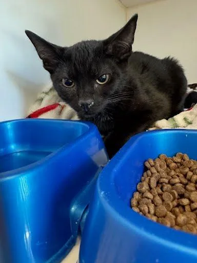 A baby small-sized female Black Domestic Short Hair cat named Winifred for adoption in Oakland, CA