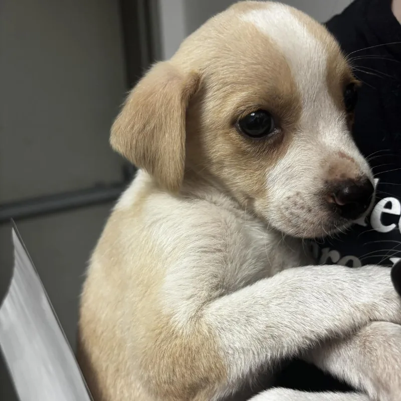 Piper
