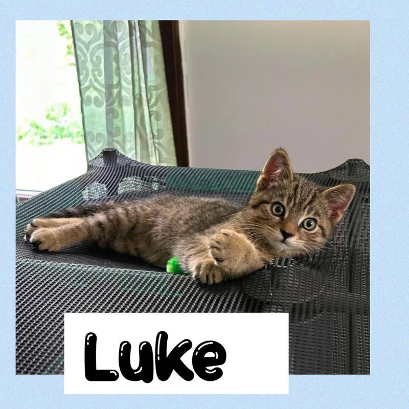 A young medium-sized male Tabby (Brown / Chocolate) Domestic Short Hair cat named Luke for adoption in Newton Falls, OH