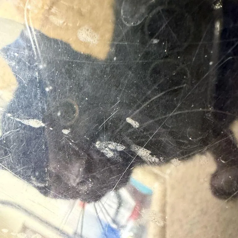 A baby small-sized female Black Domestic Short Hair cat named Leslie Knope for adoption in Asheville, NC