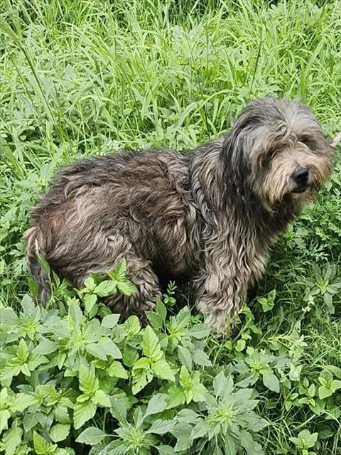 An adult medium-sized male Terrier dog named Goose for adoption in San Antonio, TX