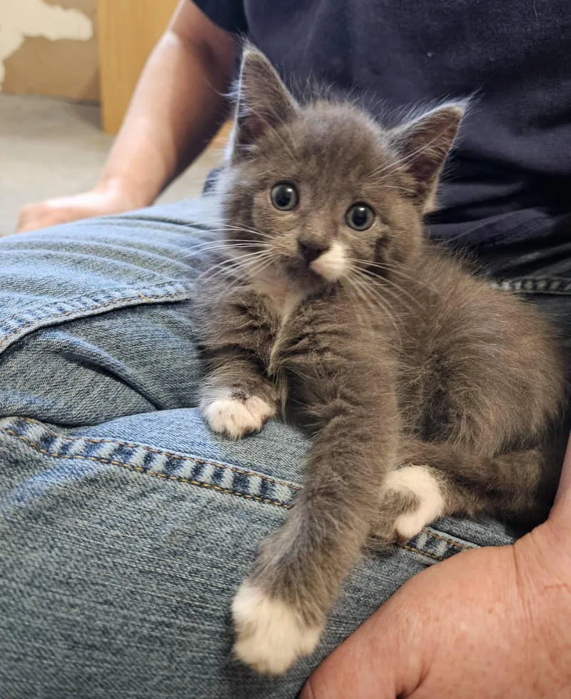A baby medium-sized male Gray & White Domestic Short Hair cat named Minnow for adoption in China Township, MI