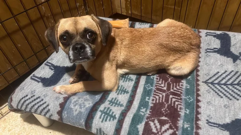 A young small-sized female Tricolor (Brown, Black, & White) Puggle dog named Lovey for adoption in Roseburg, OR