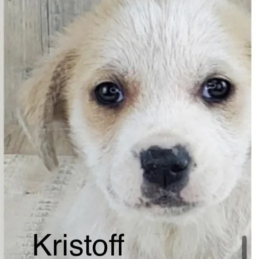 Kristoff