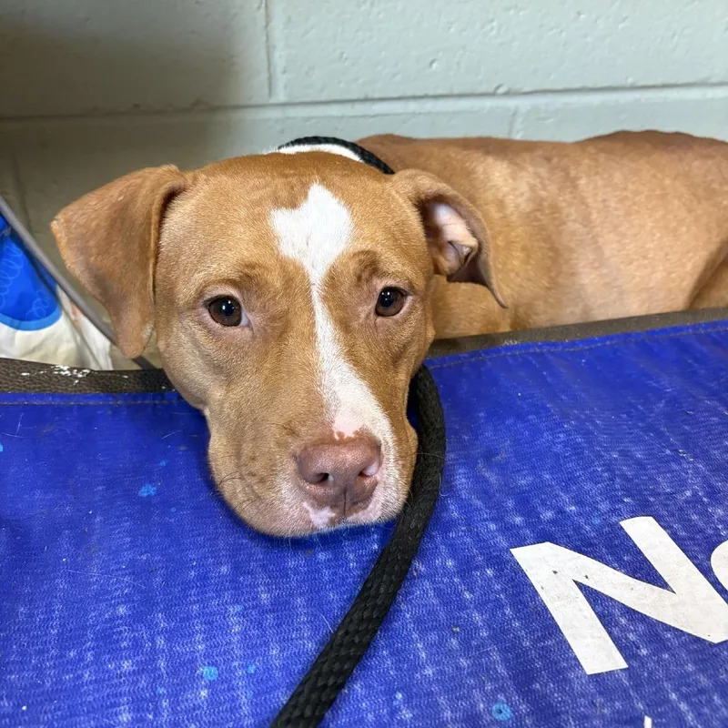An adult medium-sized female Brown / Chocolate Mixed Breed dog named Shortcake for adoption in Columbus, NC