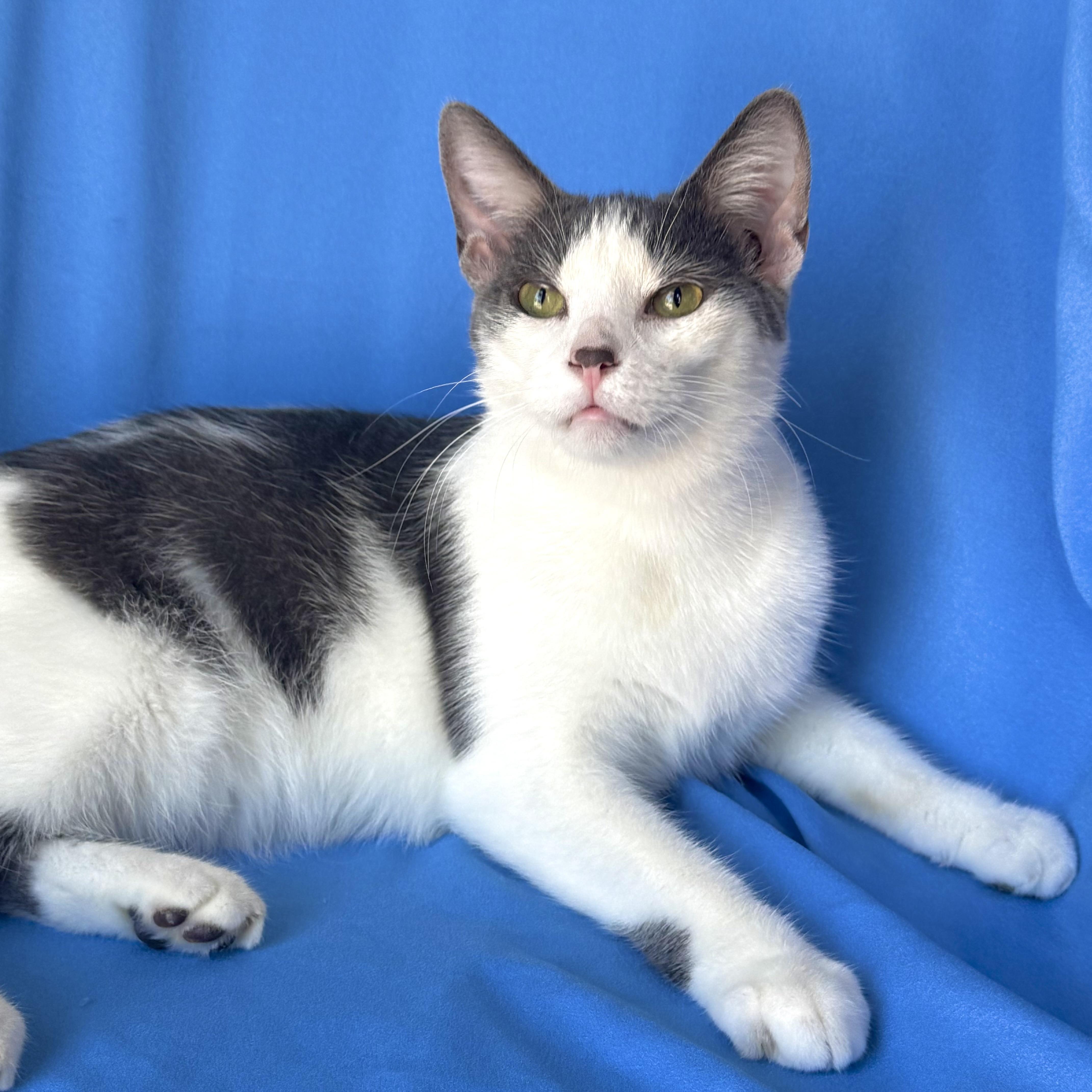 An adult medium-sized male Domestic Short Hair cat named Nick for adoption in Rowland Heights, CA