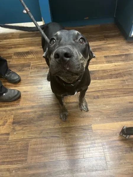 A young medium-sized female Mixed Breed dog named Clare for adoption in Melbourne, FL