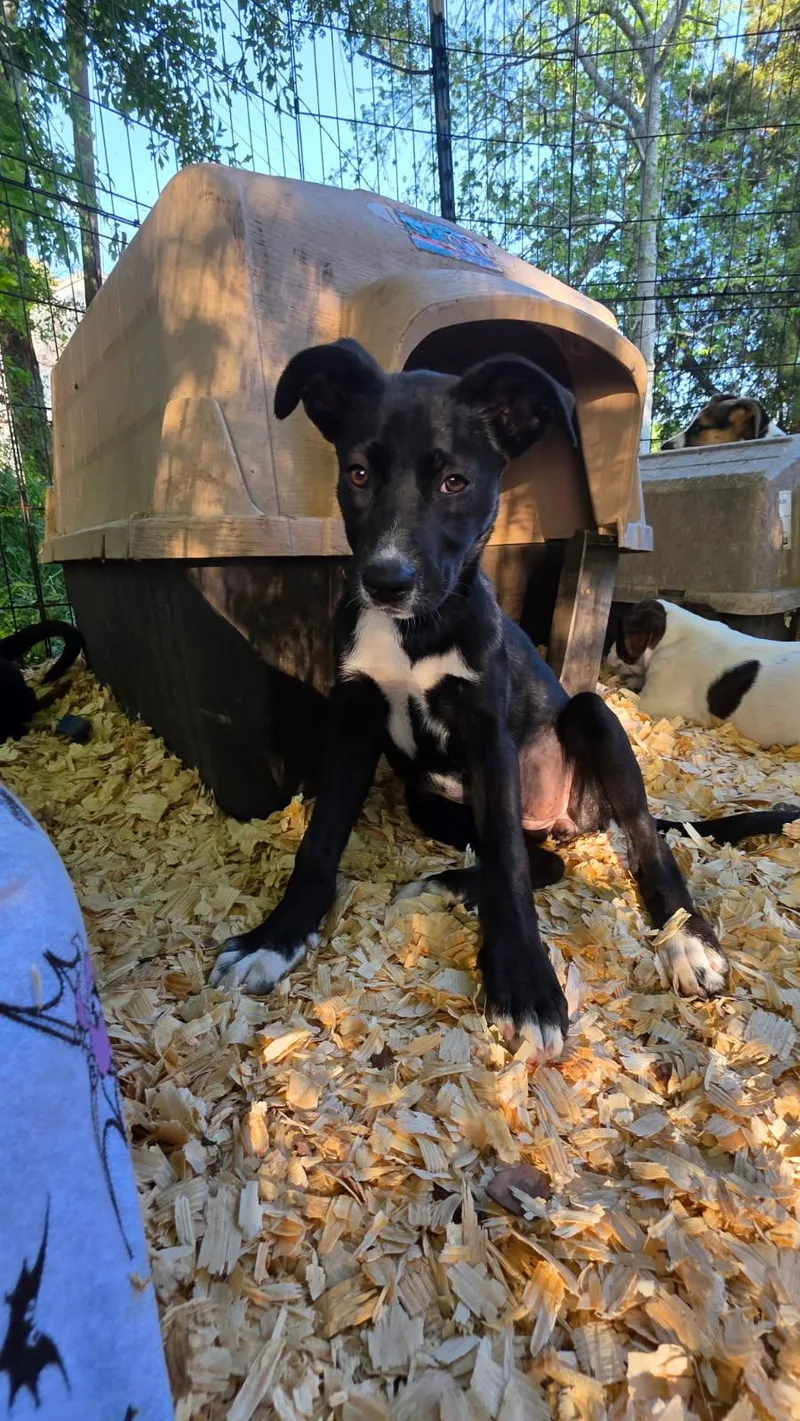 A baby medium-sized female Black Mixed Breed dog named Scout for adoption in Rock Hill, NY