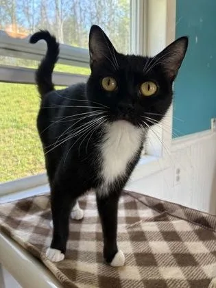 A baby small-sized female Domestic Short Hair cat named Blossom for adoption in Bloomsburg, PA