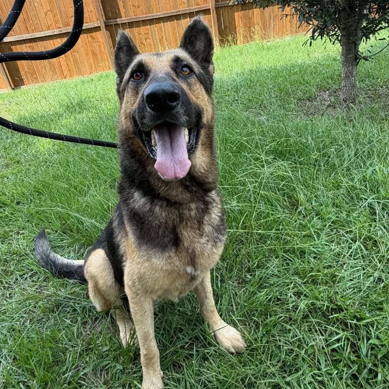 An adult medium-sized male German Shepherd Dog dog named Forrest for adoption in Stephens City, VA