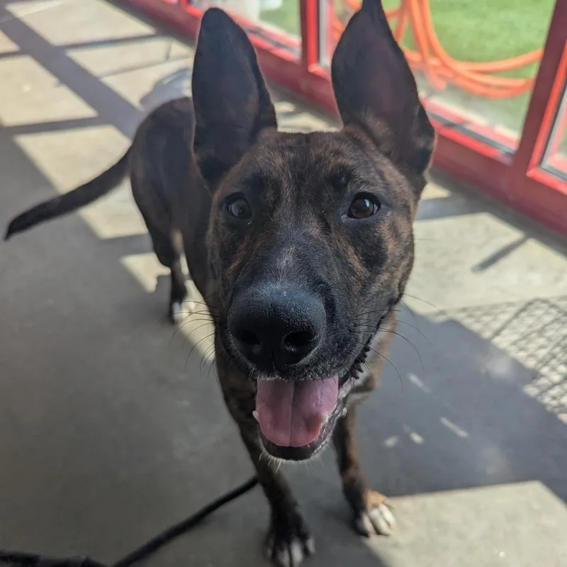A young medium-sized female Dutch Shepherd dog named Winnie for adoption in Evansville, IN