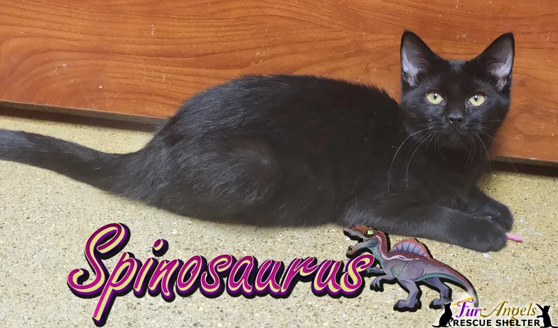 Spinosaurus thumbnail 2