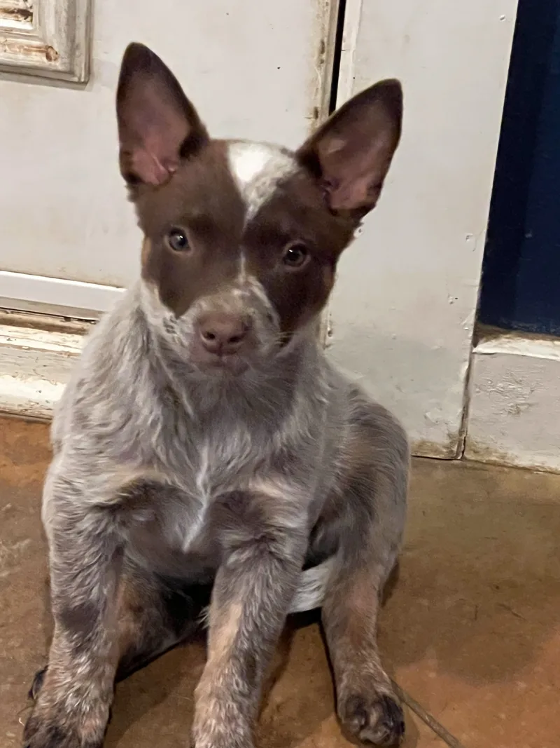 Foxy & Red thumbnail 2