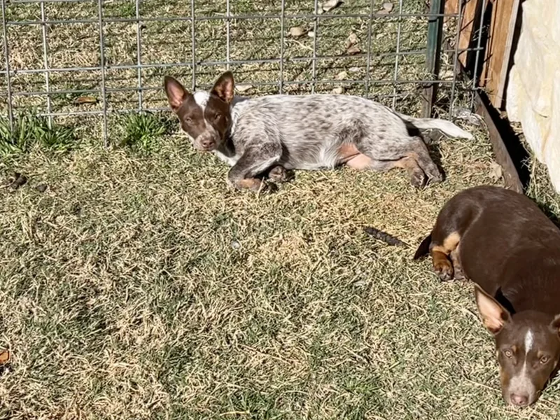 Foxy & Red thumbnail 3