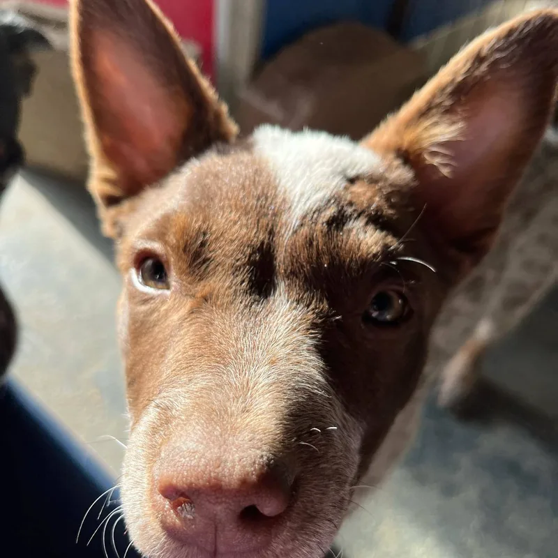 Foxy & Red thumbnail 4