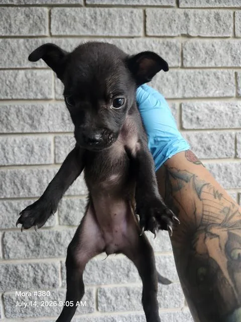A baby small-sized female American Staffordshire Terrier dog named Noruega for adoption in San Antonio, TX