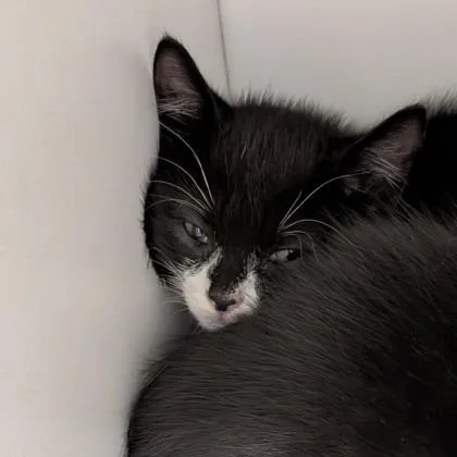 A baby small-sized male Domestic Short Hair cat named Benji for adoption in Voorhees, NJ