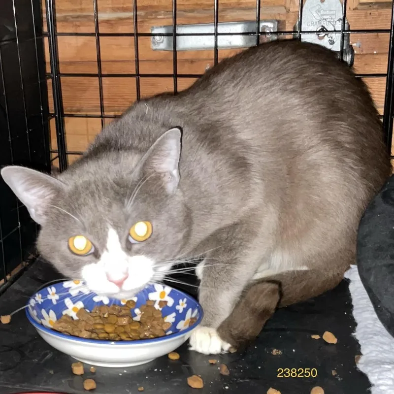 An adult medium-sized male Gray / Blue / Silver Domestic Short Hair cat named Sailor Cat Navasti for adoption in Tacoma, WA