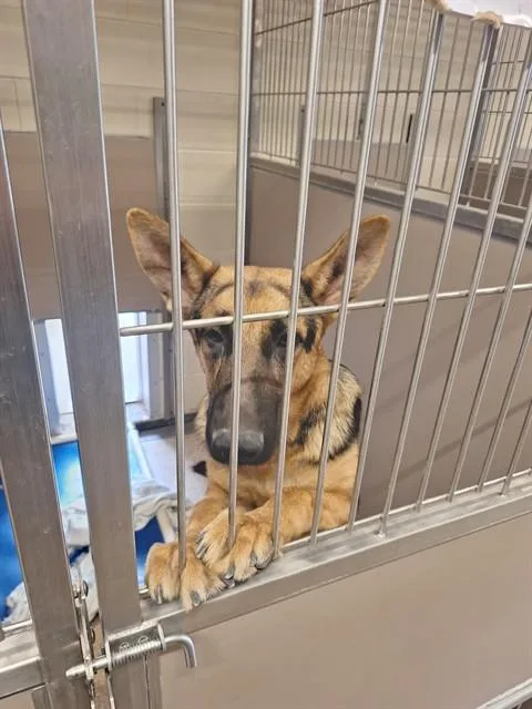 A young large-sized male German Shepherd Dog dog named Sully for adoption in Albuquerque, NM