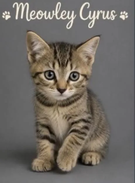 A baby small-sized female Domestic Short Hair cat named Meowly Cyrus for adoption in Blanchard, OK