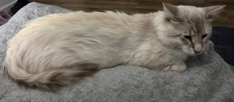 Cloud