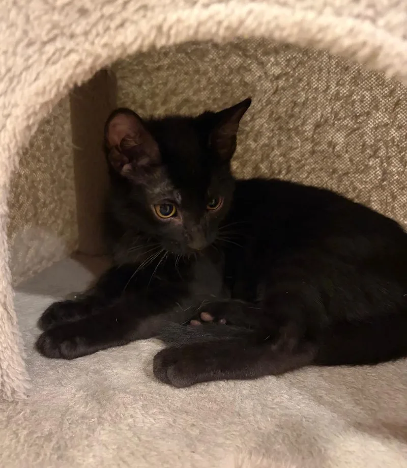 A baby small-sized male Domestic Short Hair cat named Bok Choy for adoption in Ogden, UT