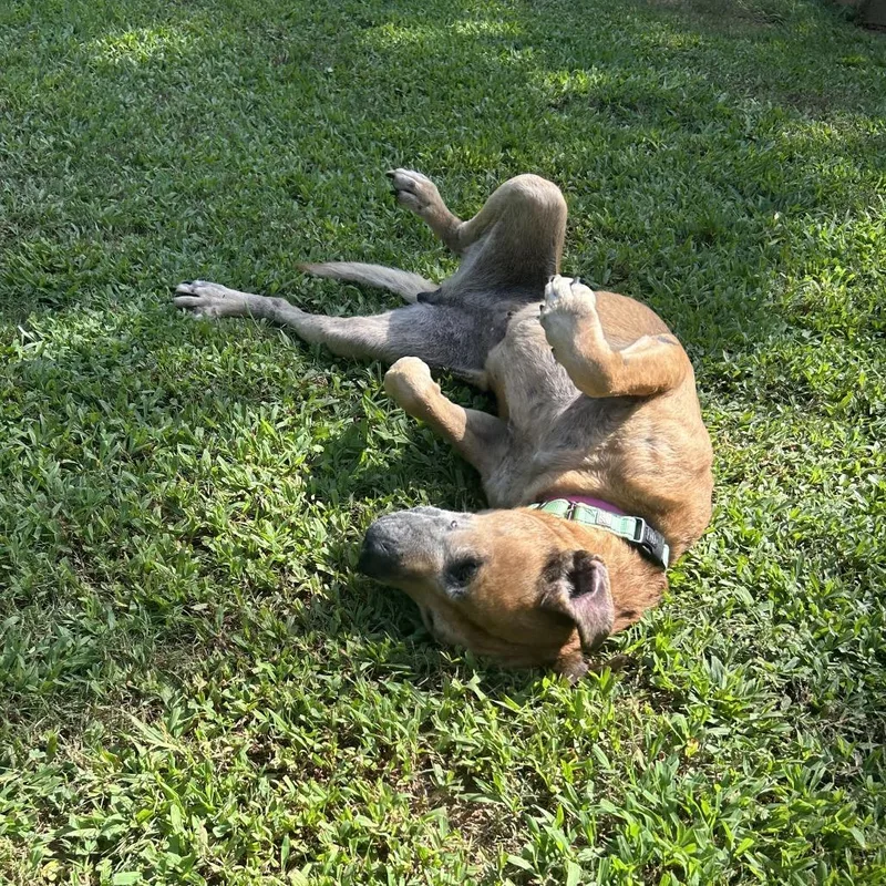 A senior medium-sized female Brown / Chocolate Mixed Breed dog named Ethel for adoption in Auburn, AL