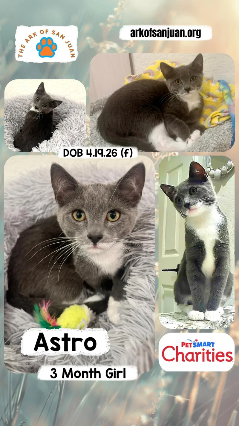 A baby small-sized female Gray & White Russian Blue cat named Astro for adoption in San Juan Capistrano, CA