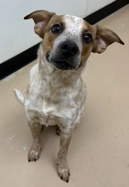 Cheyenne thumbnail 3