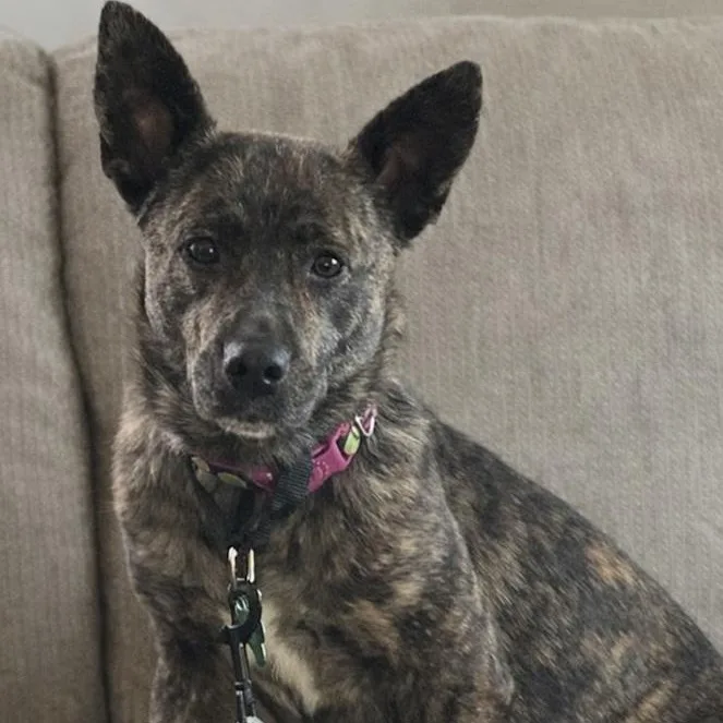 An adult medium-sized female Mixed Breed dog named Moon for adoption in Toledo, OH