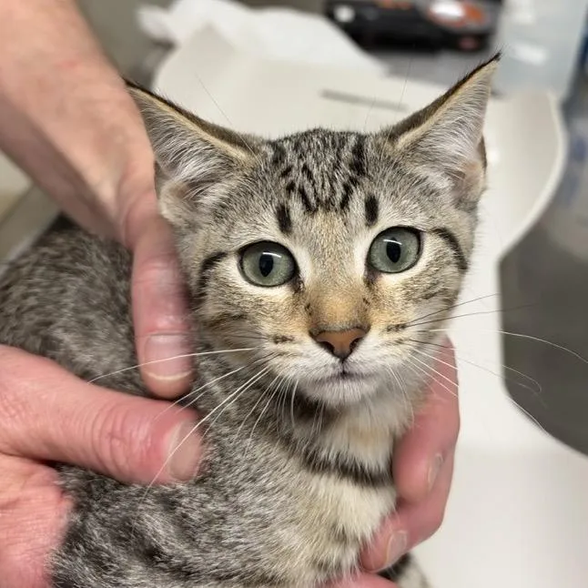 A baby small-sized female Gray / Blue / Silver Domestic Short Hair cat named Frida for adoption in Colorado Springs, CO