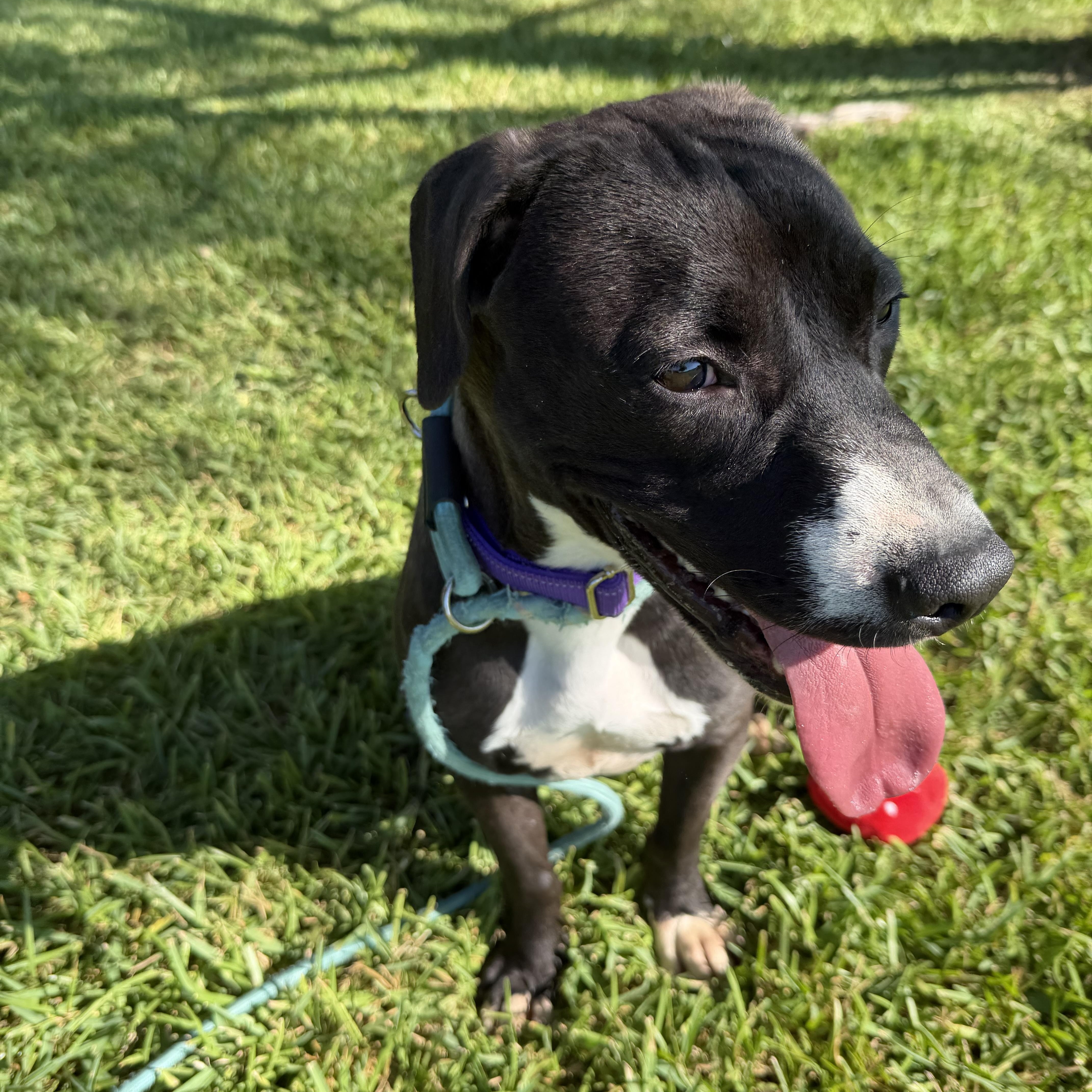 A young medium-sized male Labrador Retriever dog named Jesse for adoption in Pearland, TX