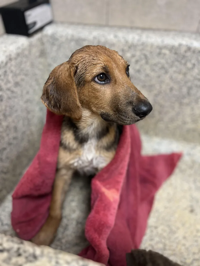 A baby large-sized female Tricolor (Brown, Black, & White) Coonhound dog named Sprinkles for adoption in Monroe, OH