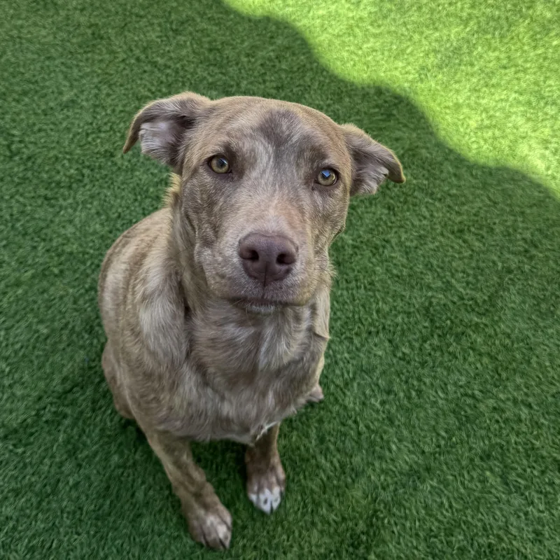 A young medium-sized male Pit Bull Terrier dog named Zoloft for adoption in Henderson, NV
