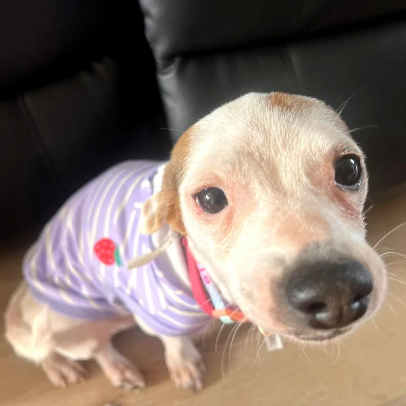 Pineapple thumbnail 2