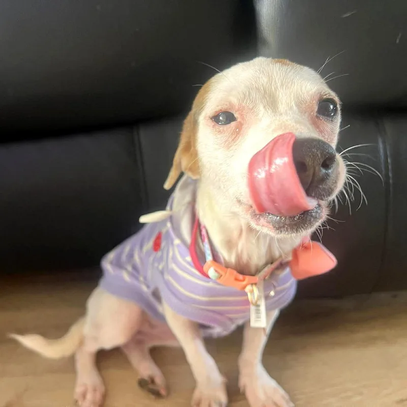 Pineapple thumbnail 3