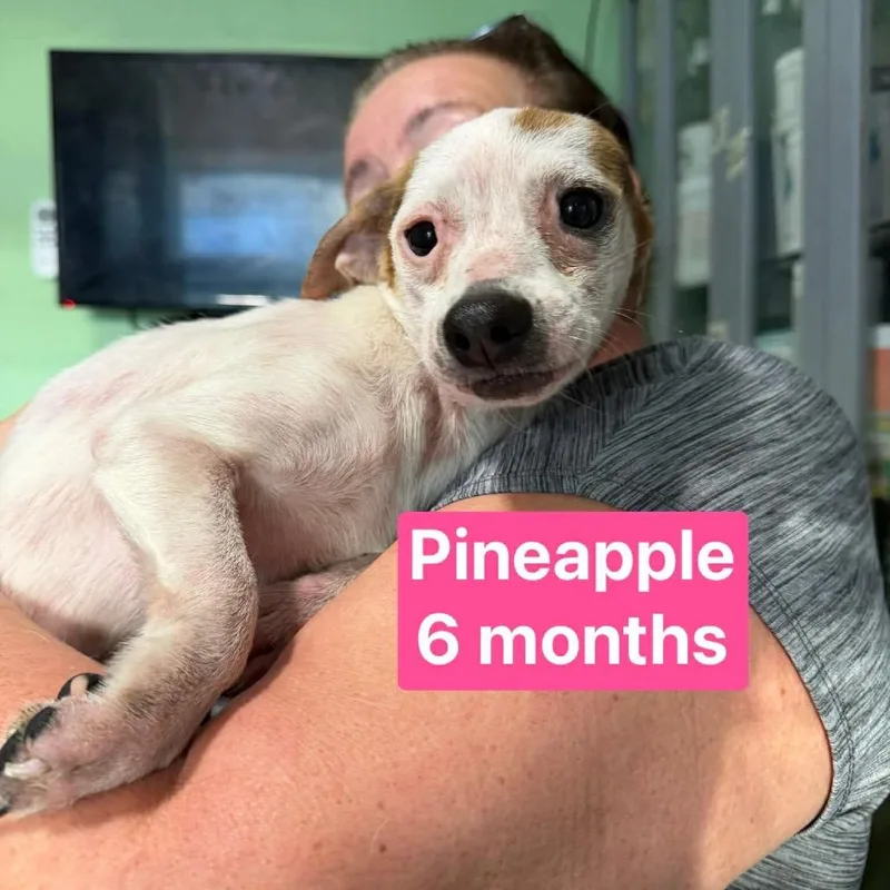 Pineapple thumbnail 4