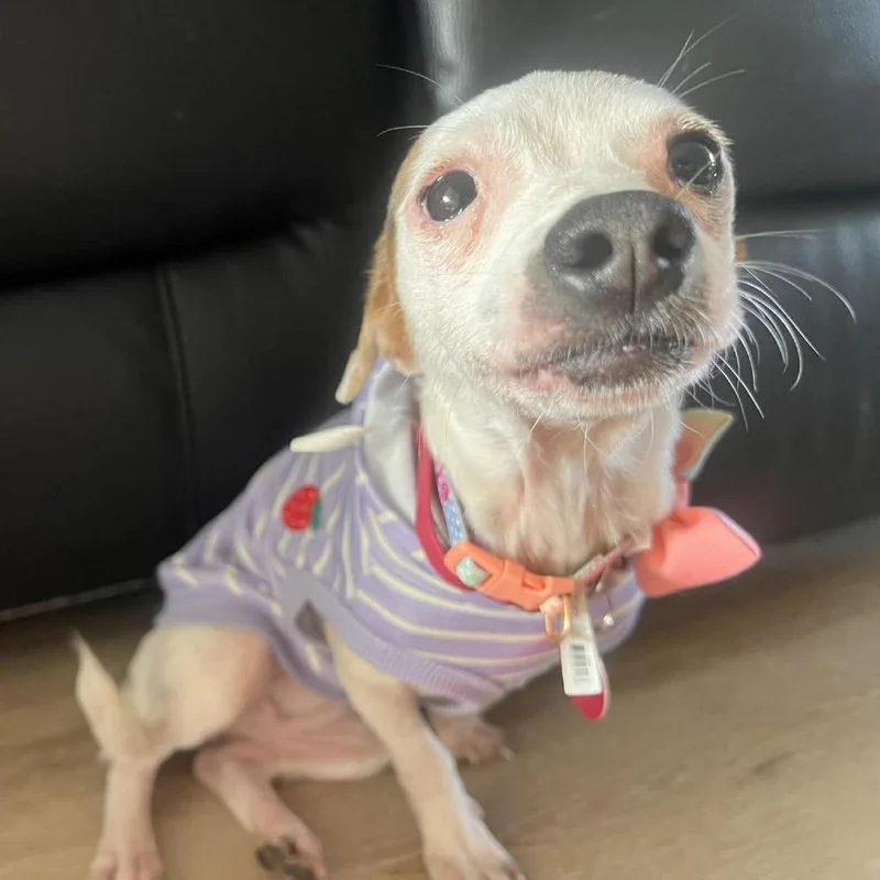 Pineapple thumbnail 5