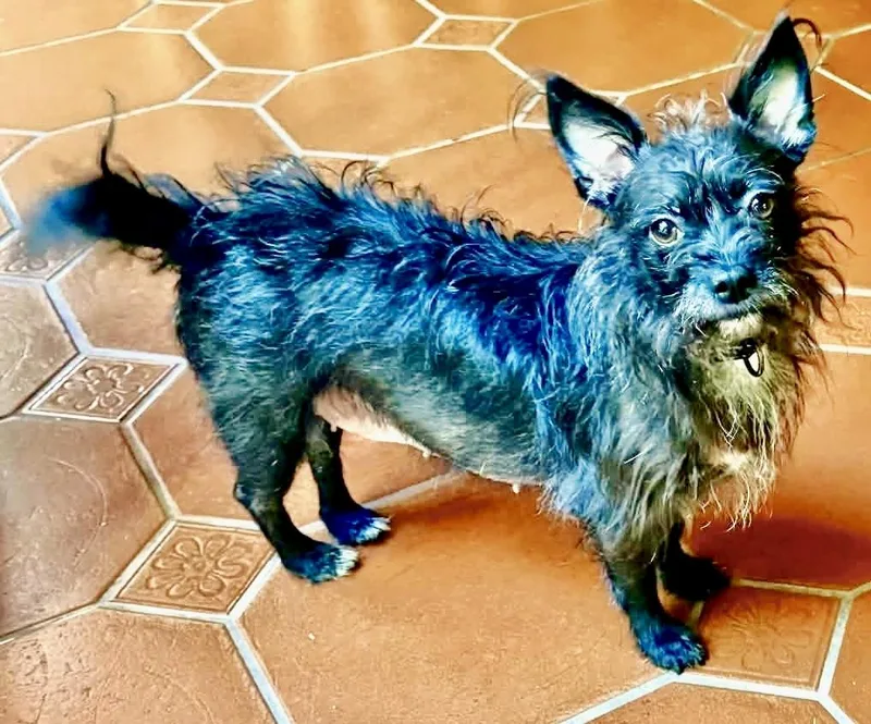 An adult small-sized female Black Wirehaired Terrier dog named Margie for adoption in Westfield, NY