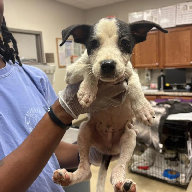 A baby small-sized male White / Cream Labrador Retriever dog named Petey  U for adoption in Tupelo, MS