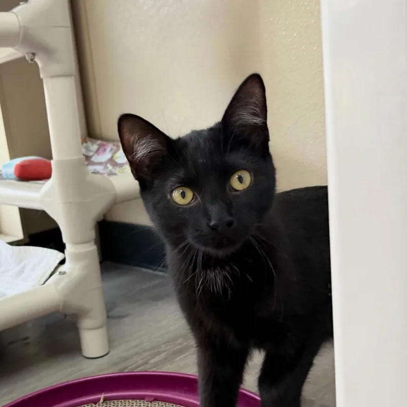 Sunflower thumbnail 2