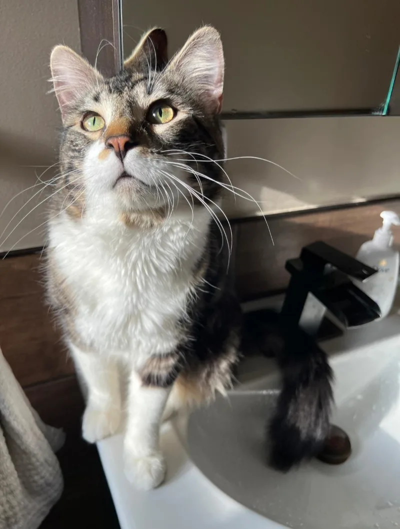 Kingfisher thumbnail 3