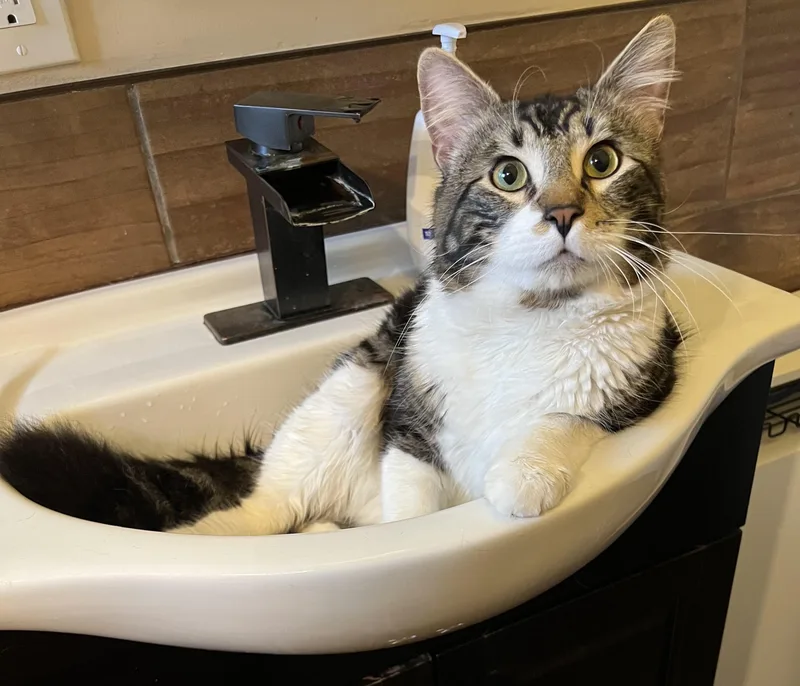 Kingfisher thumbnail 4